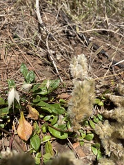 Ptilotus spathulatus