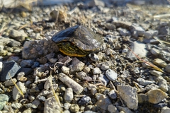 Trachemys scripta