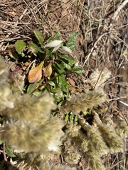 Ptilotus spathulatus