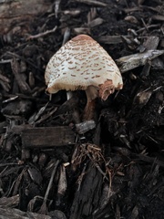 Leucoagaricus americanus image