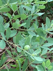 Baptisia nuttalliana