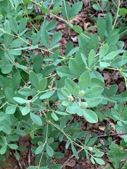 Baptisia nuttalliana