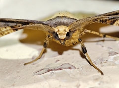 Gonodontis clelia