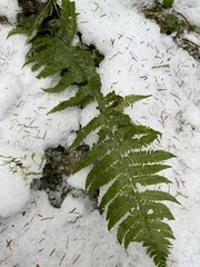Polystichum braunii