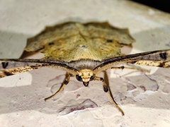 Gonodontis clelia