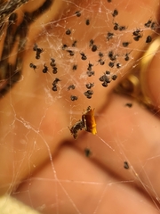 Philoponella congregabilis