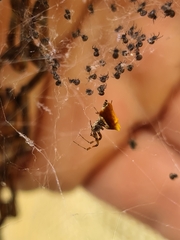 Philoponella congregabilis