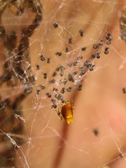 Philoponella congregabilis