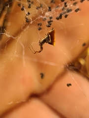 Philoponella congregabilis