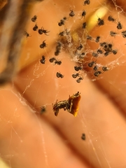 Philoponella congregabilis