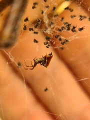 Philoponella congregabilis