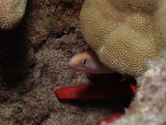 Gymnothorax melatremus