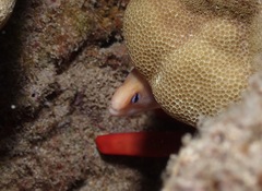 Heterocentrotus mamillatus