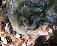 Desmognathus welteri