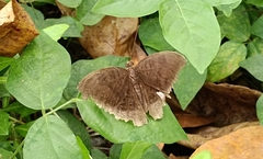 Tanaecia lepidea