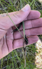 Carex stricta