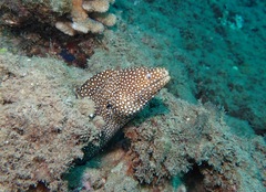Gymnothorax meleagris