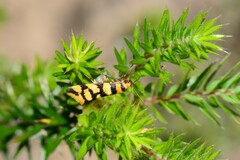 Tanyzancla argutella