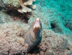 Gymnothorax meleagris
