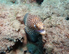 Gymnothorax meleagris
