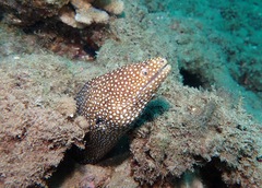 Gymnothorax meleagris