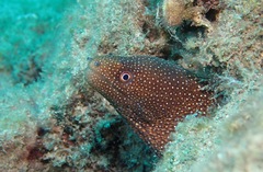 Gymnothorax meleagris