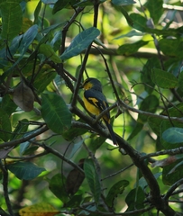 Pericrocotus flammeus