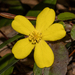 Hibbertia dentata - Photo (c) Tim Hammer, algunos derechos reservados (CC BY-NC), subido por Tim Hammer