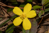 Hibbertia dentata - Photo (c) Tim Hammer, algunos derechos reservados (CC BY), subido por Tim Hammer