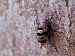 Anthomyia vicarians
