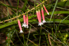 Epacris longiflora