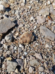 Anaxyrus microscaphus