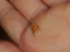 Epiphyas postvittana