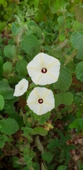 Ipomoea obscura