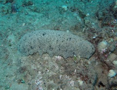 Holothuria whitmaei
