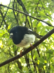Petroica macrocephala toitoi