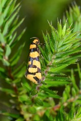 Tanyzancla argutella