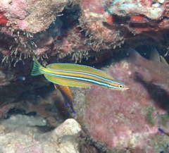 Plagiotremus ewaensis