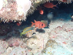 Plagiotremus ewaensis