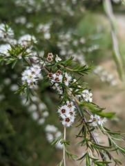Kunzea ericoides