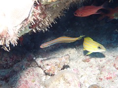 Lutjanus kasmira