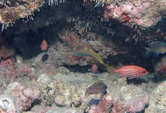 Plagiotremus ewaensis