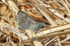 Burnsius communis