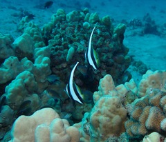 Heniochus diphreutes