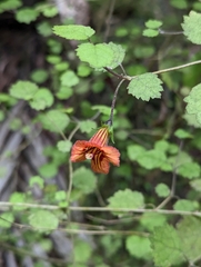 Rhabdothamnus solandri