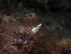 Plagiotremus goslinei