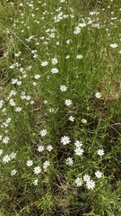 Stellaria angustifolia