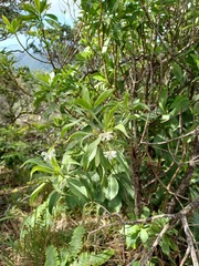 Scaevola gaudichaudiana