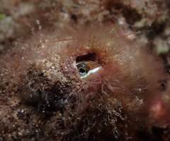 Plagiotremus goslinei