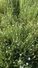 Stellaria angustifolia